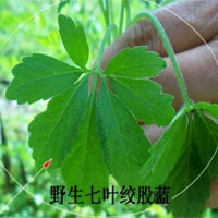 绞股蓝的食用方法，绞股蓝图片