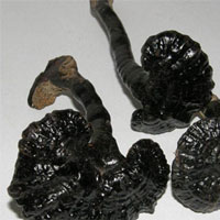 黑灵芝的功效与作用