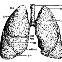 全方位解读肺癌的三大诱因