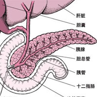 解读繁杂的器官——胰腺