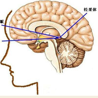 松果腺是睡眠的主宰