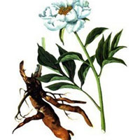 白芍泡水喝可治疗偏头痛