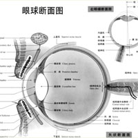 潜伏的眼睛杀手——白内障