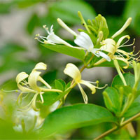 为大众详细解读“金银花”