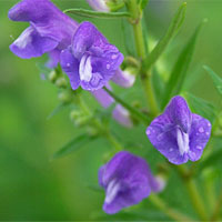 平民中草药——“黄芩”