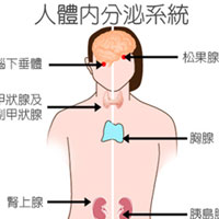 中年人内分泌系统的特点