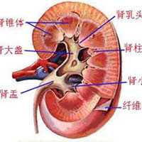 保护我们的肾从排毒开始