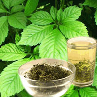 绞股蓝茶饮可以强身体
