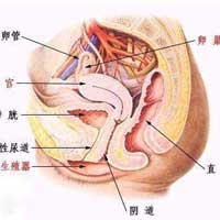 中老年妇女要注意阴道卫生