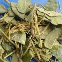 仙人对坐草的功效与作用