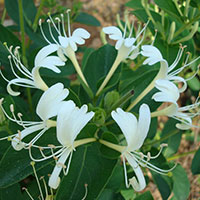 杀菌消暑 金银花拥有美丽传说