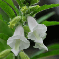 芝麻的吃法四则