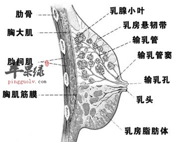 乳房结构