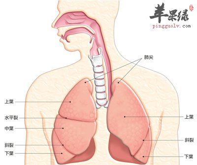 肺部结构图