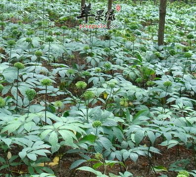 田七的做法,田七图片