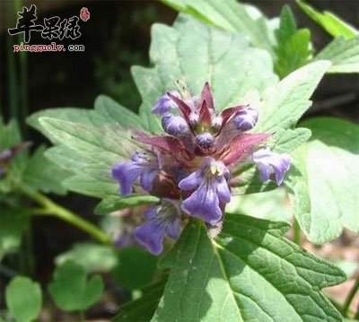 夏枯草原植物