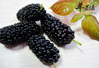 桑葚子