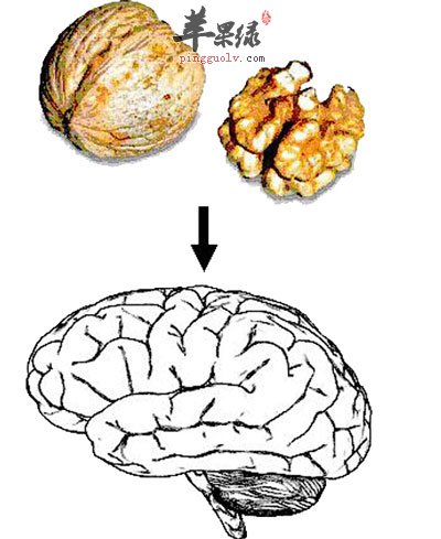 核桃与大脑