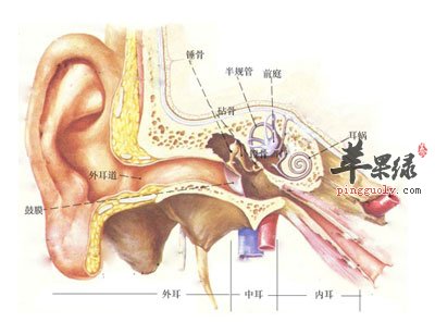 耳朵的结构图