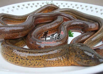 黄鳝