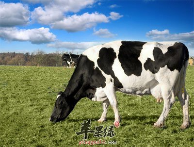 奶牛