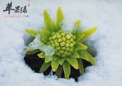 雪蓮花的功效與作用