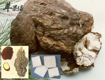 茯苓的副作用,茯苓图片