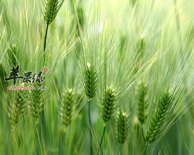 立夏，夏季养生自此始