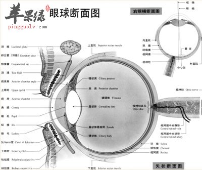 眼球断面图