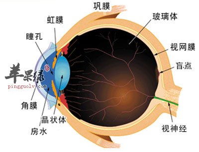 眼部结构图