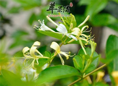 金银花