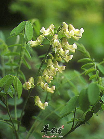 苦参的功效与作用