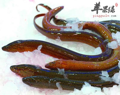 黄鳝