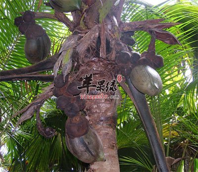 海椰子树