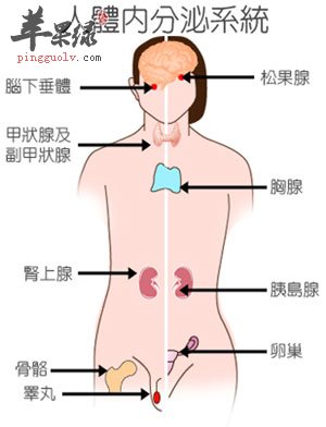 内分泌系统