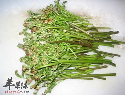 蕨菜的營養價值_蕨菜的功效與作用_蕨菜有毒嗎_致癌嗎_蘋果綠