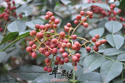 花椒