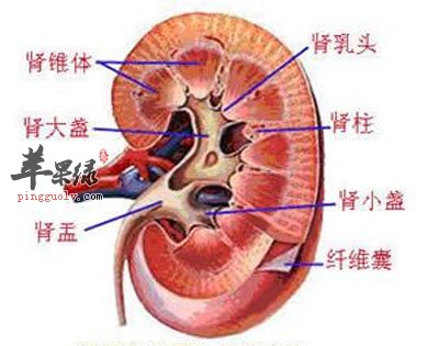 肾脏长轴切面图片