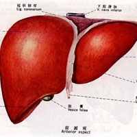 肝脏排毒的几个方法