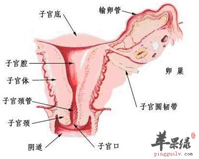 子宫颈糜烂