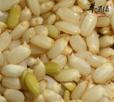糙米发芽
