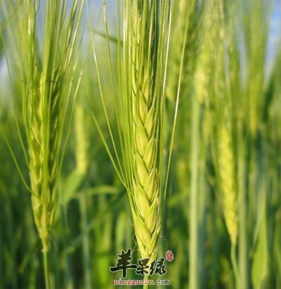 长地里的大麦.jpg