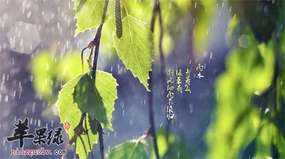 雨水节气的景象