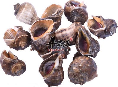 海螺的营养价值_海螺的图片_苹果绿
