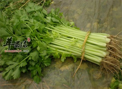 一把水芹菜.jpg