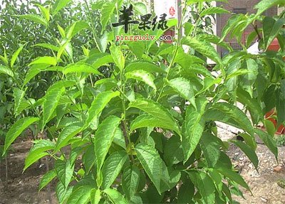 降压奇药——杜仲