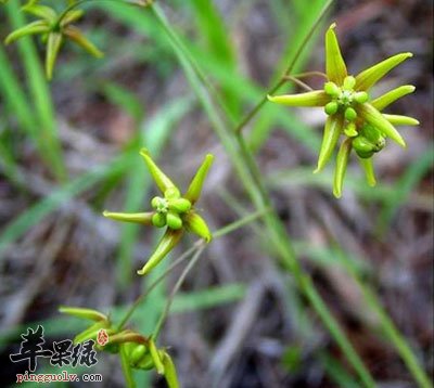 酌加水煎成半碗,溫服.(《吉林中草藥》) 治牙痛:徐長卿根(幹)五錢.