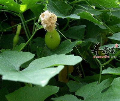 天花粉的功效与作用