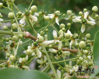 鬼箭羽开花图片图片