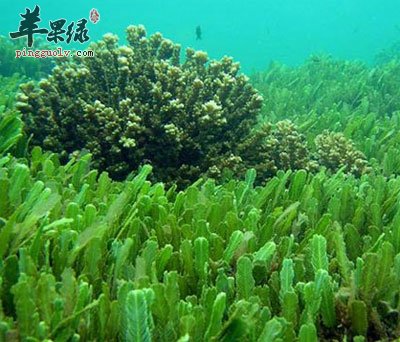海藻原植物